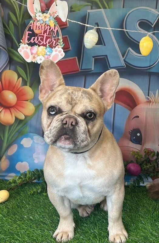 French Bulldog puppies for sale in Wolverhampton, West Midlands – 1 year old - Image 3 of 3
