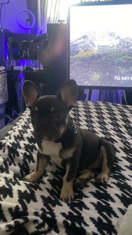Micro Frenchi puppy female