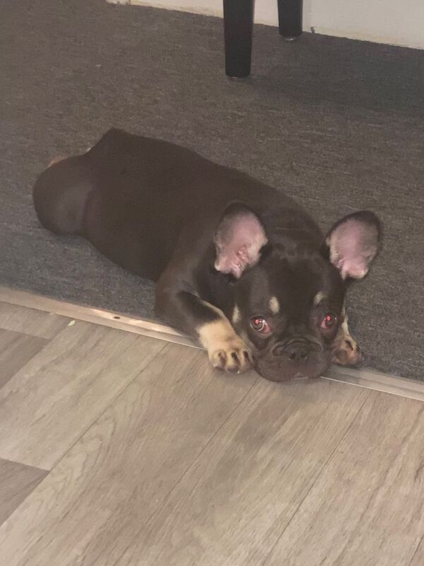 Micro Frenchi puppy female - Image 2 of 5
