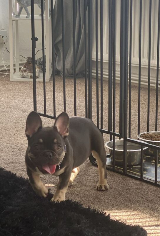 Micro Frenchi puppy female - Image 3 of 5