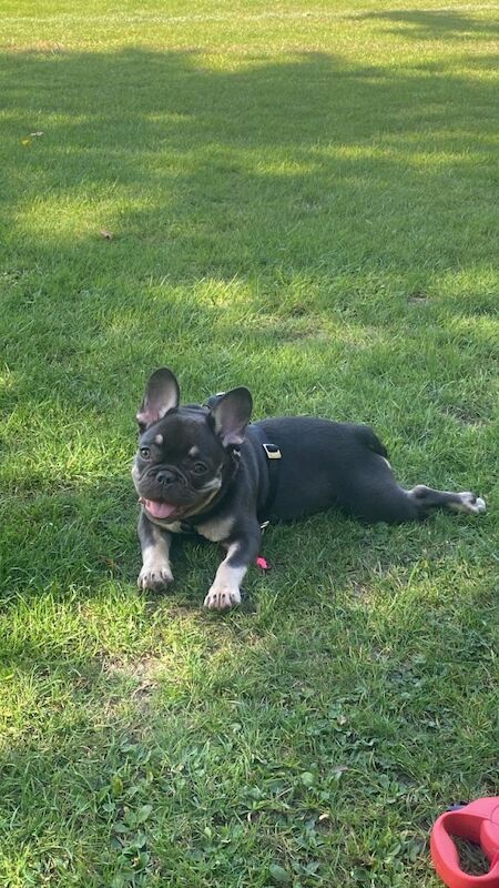 Micro Frenchi puppy female - Image 4 of 5