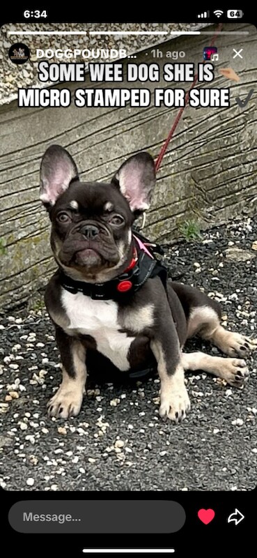 Micro Frenchi puppy female - Image 5 of 5
