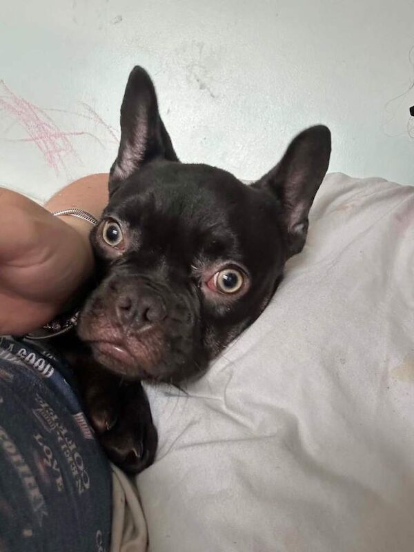 Milo