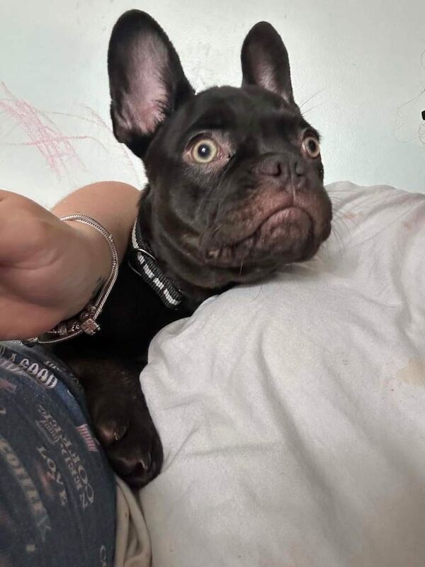 Milo - Image 3 of 3