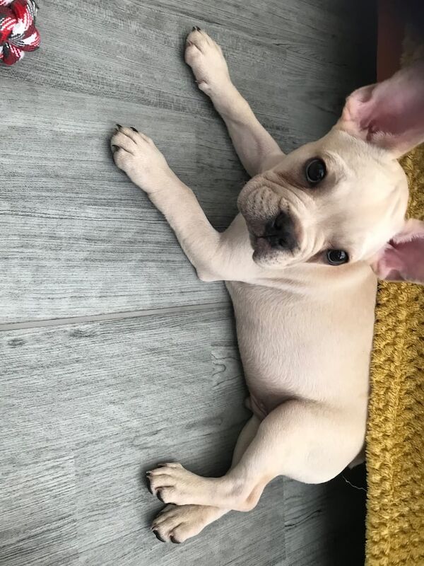 French Bulldog puppies for sale in Uxbridge, Greater London – 3 months old