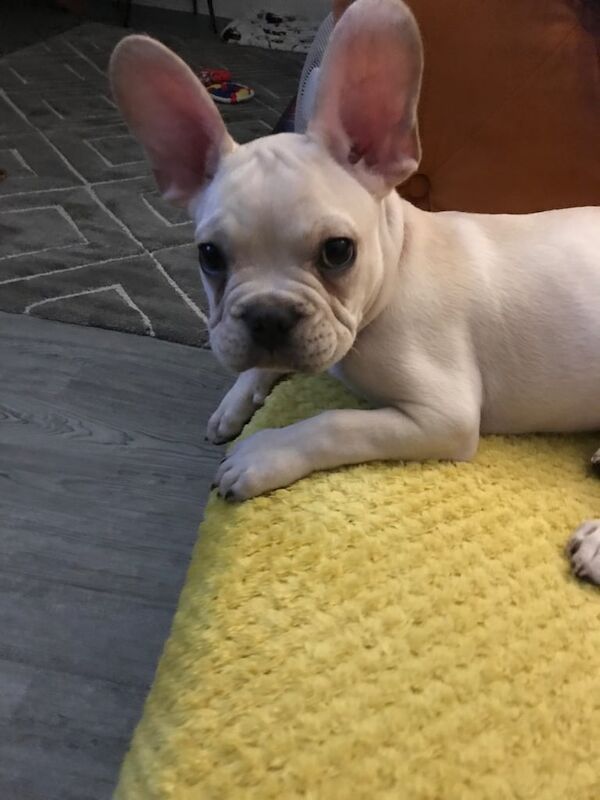 French Bulldog puppies for sale in Uxbridge, Greater London – 3 months old - Image 2 of 2