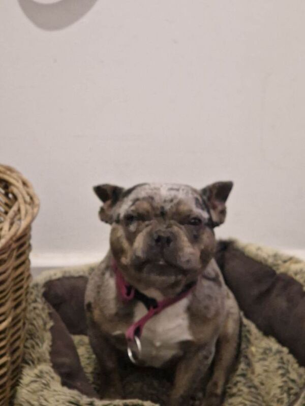 Mini french bulldog - Image 2 of 4