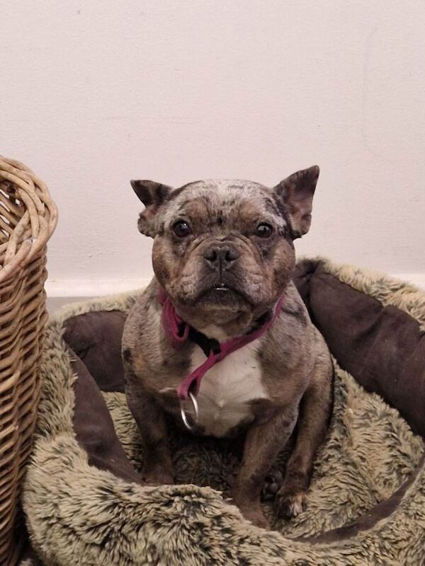 Mini french bulldog - Image 3 of 4