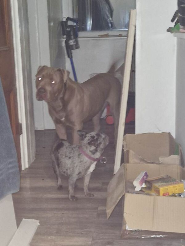 Mini french bulldog - Image 4 of 4