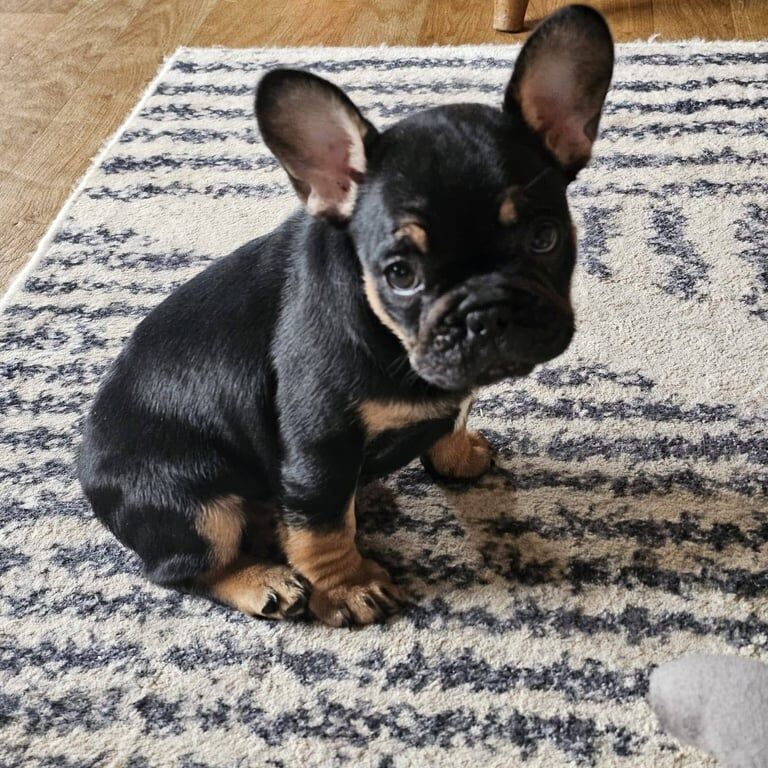 Mini French bulldog Puppies - Image 2 of 3