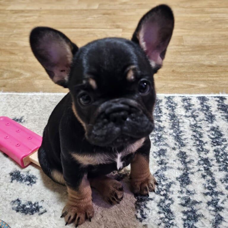 Mini French bulldog Puppies - Image 3 of 3