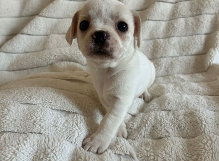 Mini Frenchie puppies