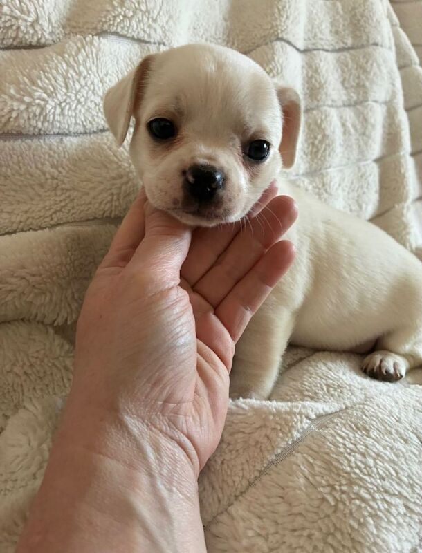 Mini Frenchie puppies - Image 2 of 6