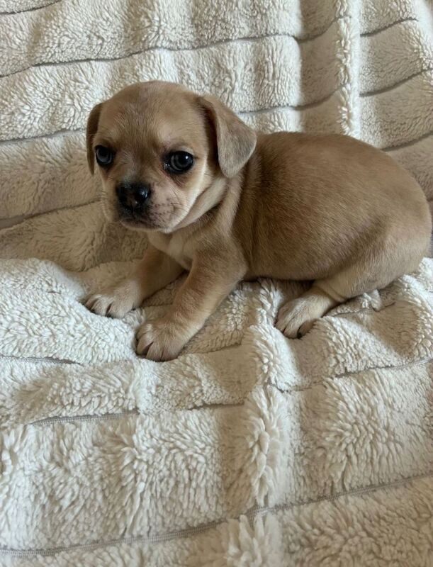 Mini Frenchie puppies - Image 3 of 6