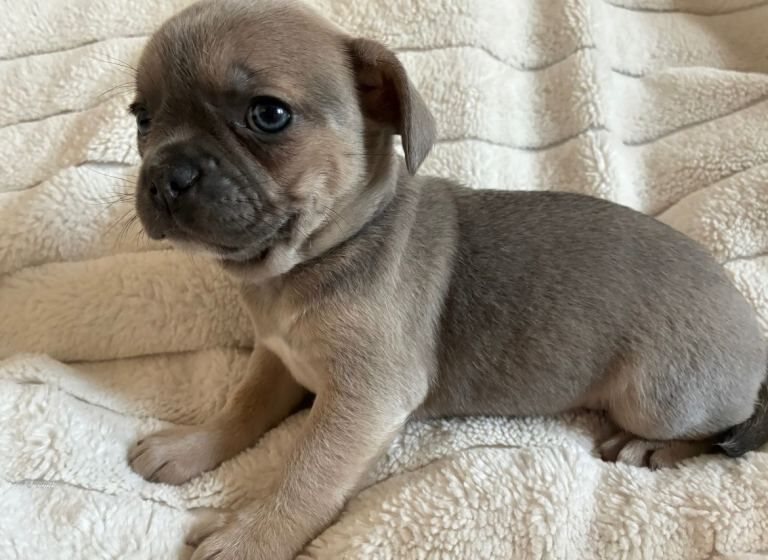 Mini Frenchie puppies - Image 4 of 6