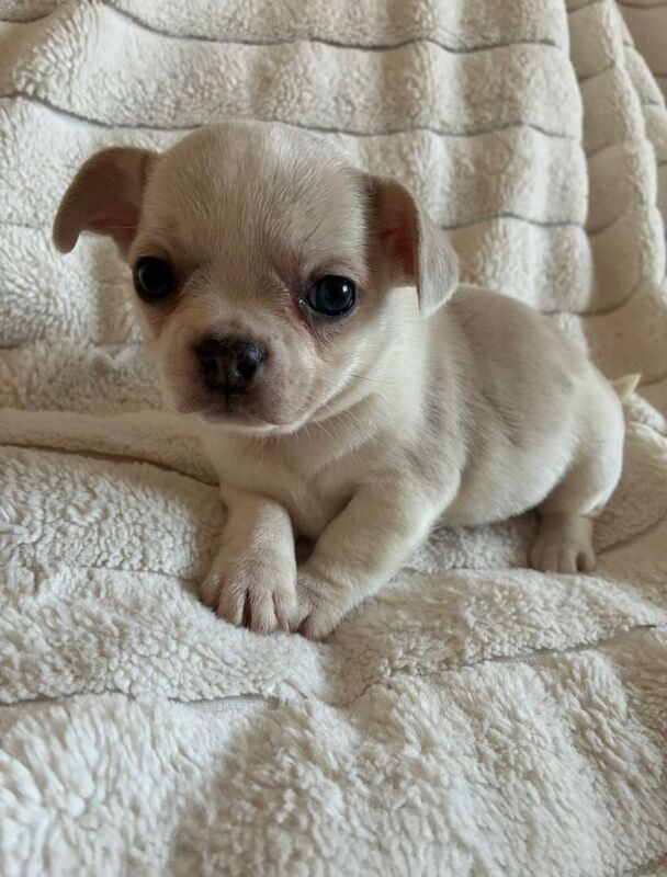 Mini Frenchie puppies - Image 5 of 6