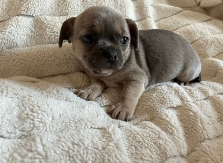 Mini Frenchie puppies - Image 6 of 6