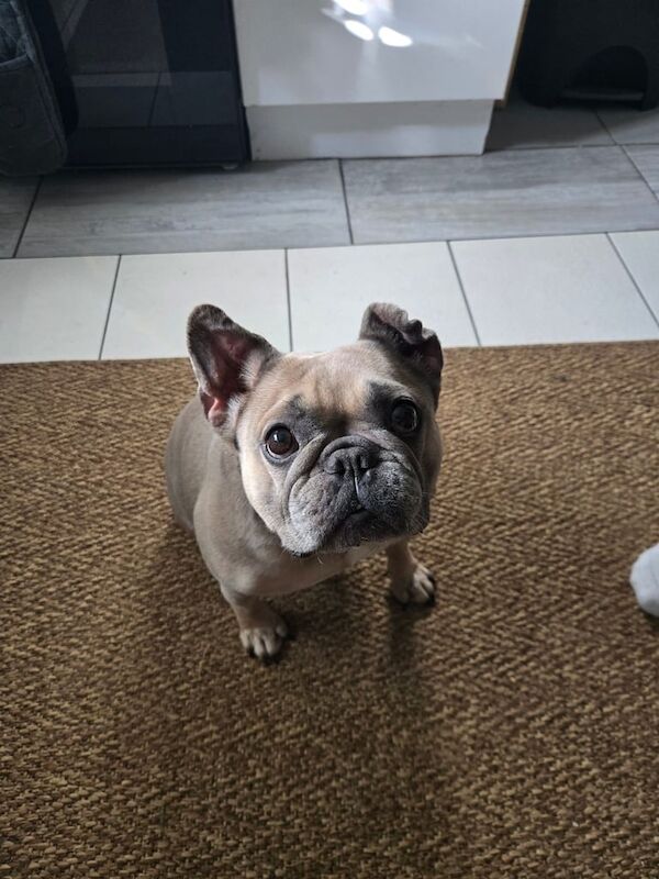 French Bulldog puppies for sale in Gloucestershire – 4 years old