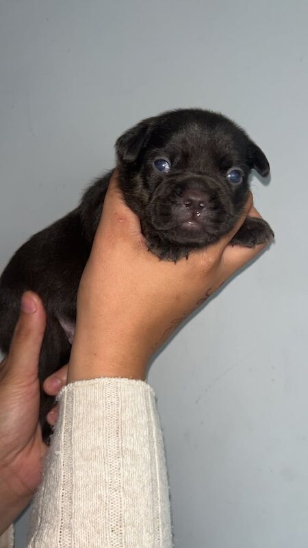 French Bulldog puppies for sale in Cheltenham, Gloucestershire – 3 weeks old