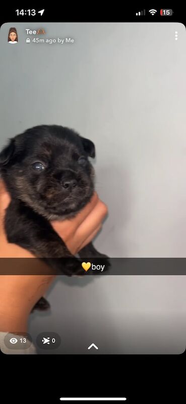 French Bulldog puppies for sale in Cheltenham, Gloucestershire – 3 weeks old - Image 2 of 2