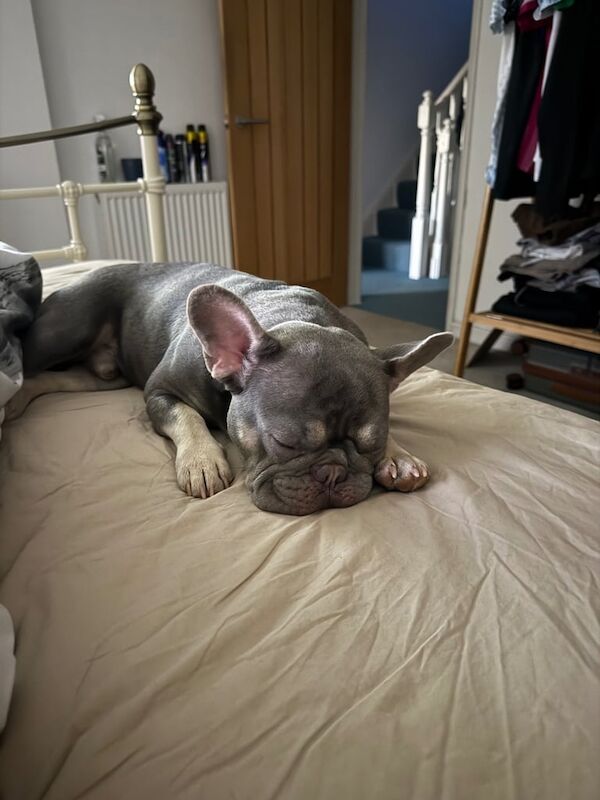 French Bulldog puppies for sale in Exeter, Devon – 1 year old