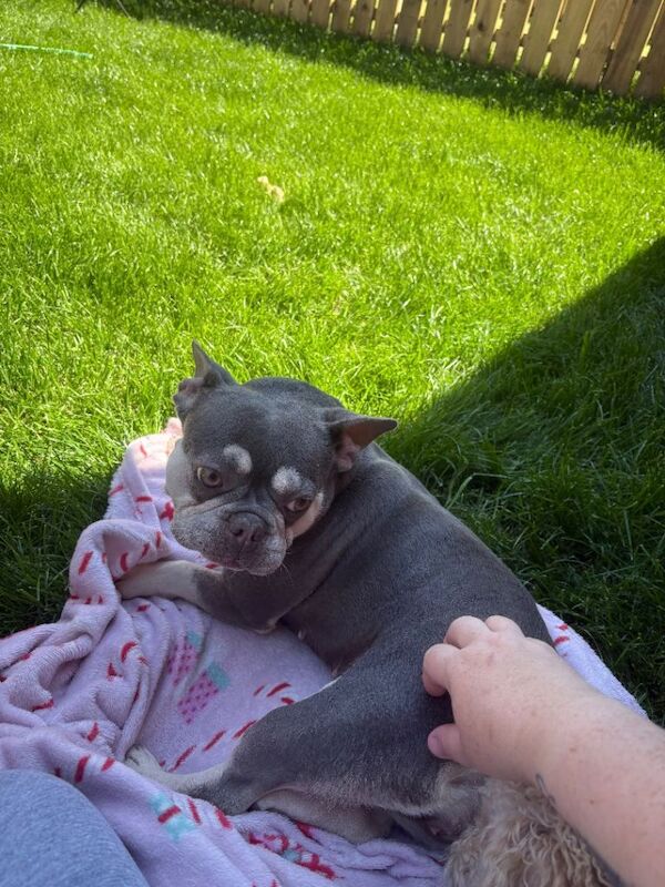 French Bulldog puppies for sale in Ahoghill, County Antrim – 3 weeks old