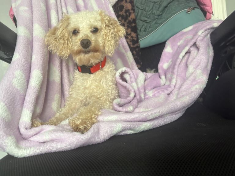 French Bulldog puppies for sale in Ahoghill, County Antrim – 3 weeks old - Image 2 of 4