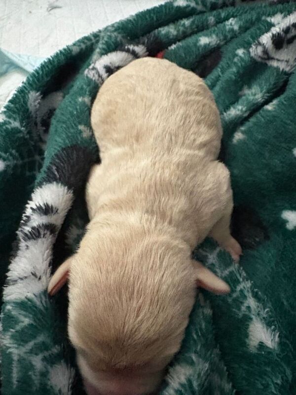 French Bulldog puppies for sale in Ahoghill, County Antrim – 3 weeks old - Image 3 of 4