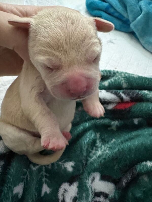 French Bulldog puppies for sale in Ahoghill, County Antrim – 3 weeks old - Image 4 of 4