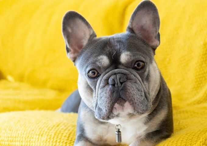 French Bulldog Puppies For Sale Under £1,000