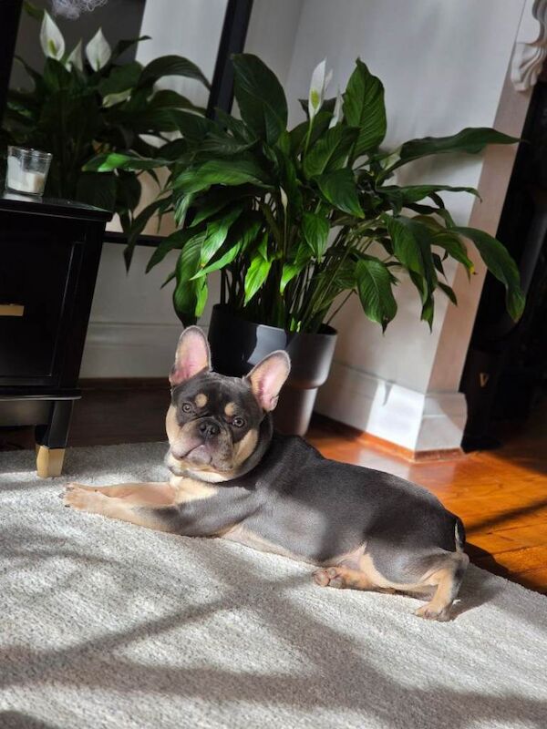 New home needed - Image 2 of 6