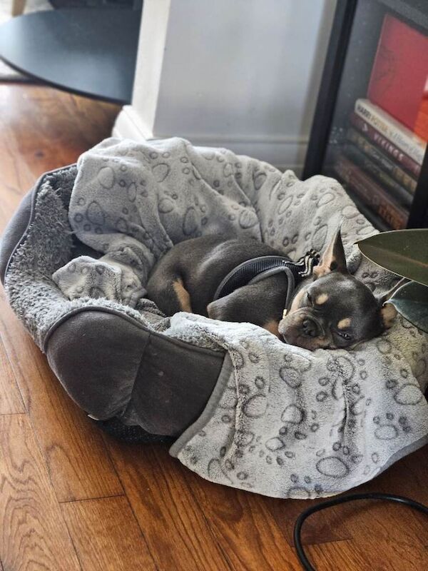 New home needed - Image 3 of 6