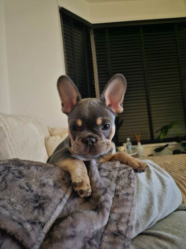 New home needed - Image 4 of 6