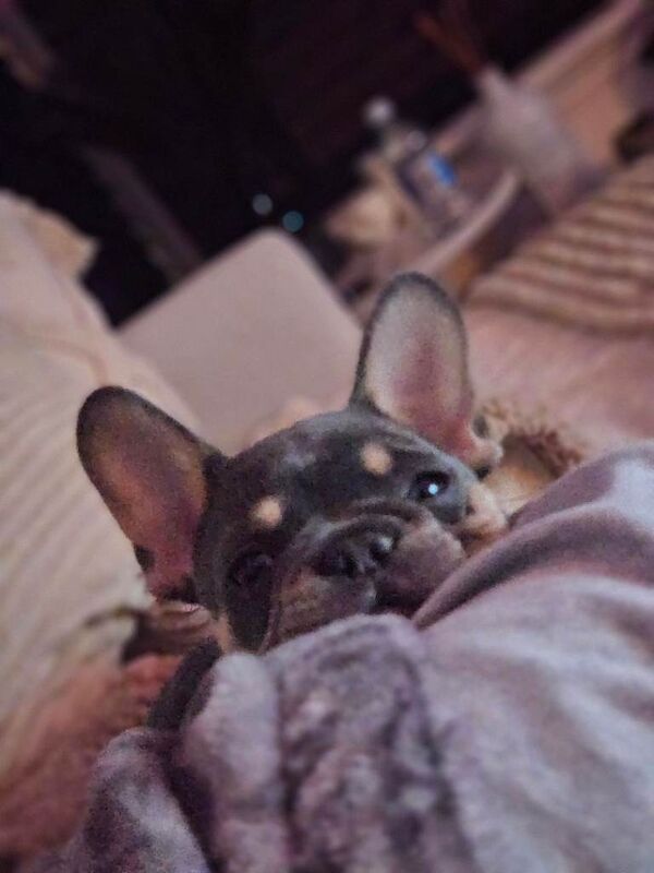 New home needed - Image 5 of 6