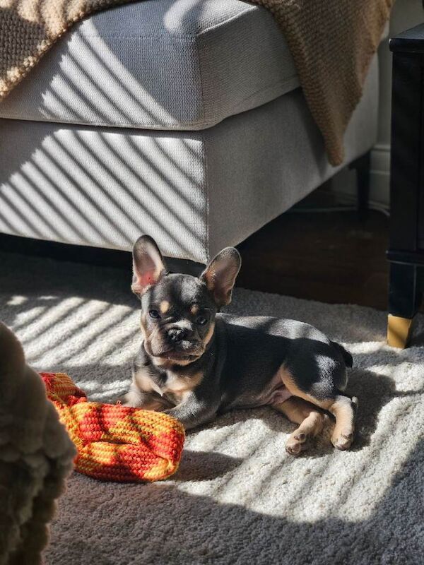 New home needed - Image 6 of 6