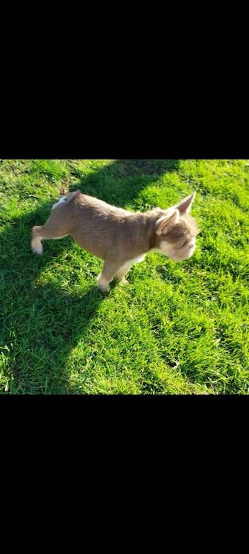 New shade girl 15 weeks fluffy and furnishings - Image 2 of 3