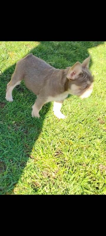 New shade girl 15 weeks fluffy and furnishings - Image 3 of 3