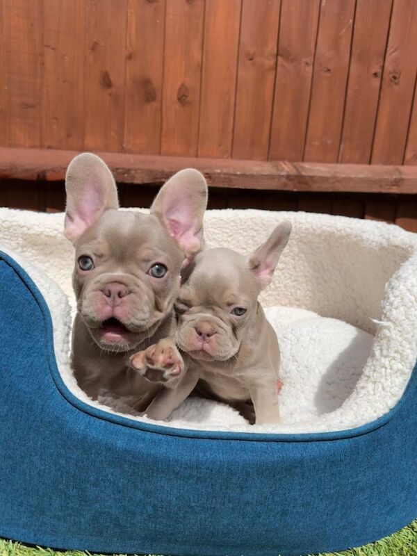 New Shade Isabella and Rojo French Bulldog puppies for sale in Aylesbury, Buckinghamshire | Image 2