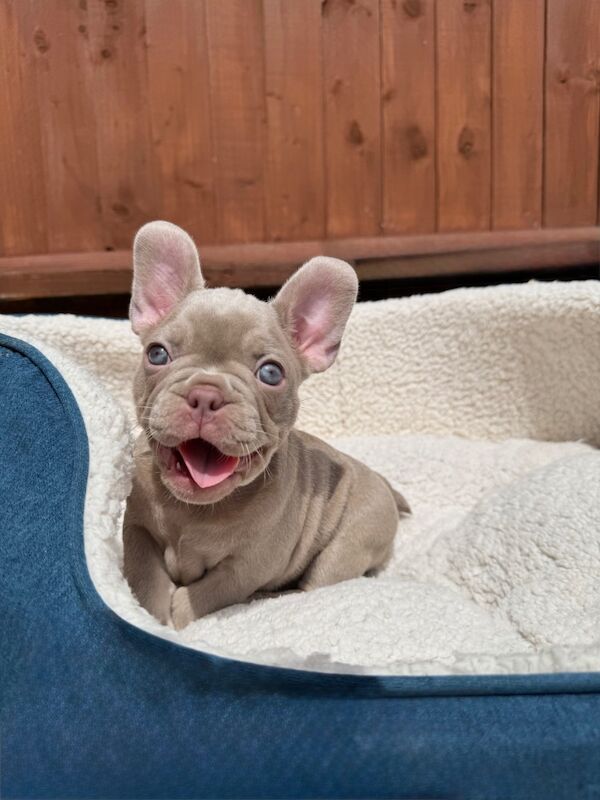 New Shade Isabella and Rojo French Bulldog puppies for sale in Aylesbury, Buckinghamshire - Image 3
