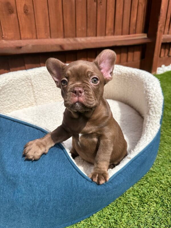 New Shade Isabella and Rojo French Bulldog puppies for sale in Aylesbury, Buckinghamshire - Image 4