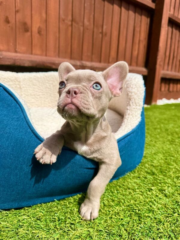 French Bulldog puppies for sale in Aylesbury, Buckinghamshire – KC registered, 3 months old - Image 5 of 15