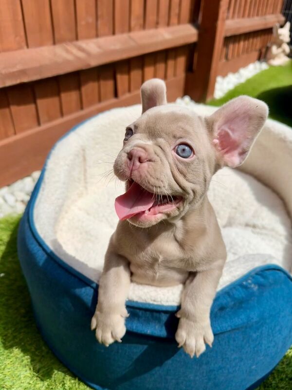 New Shade Isabella and Rojo French Bulldog puppies for sale in Aylesbury, Buckinghamshire - Image 6