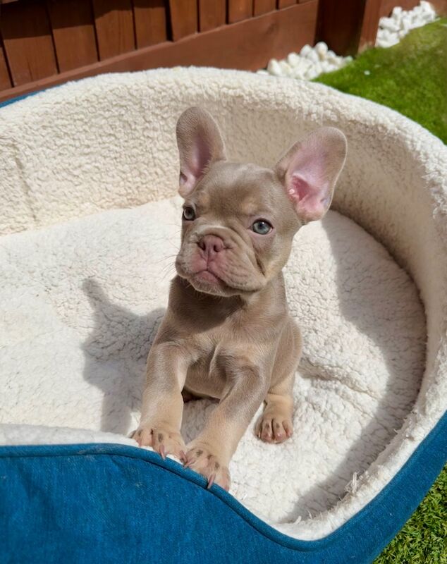 French Bulldog puppies for sale in Aylesbury, Buckinghamshire – KC registered, 3 months old - Image 7 of 15