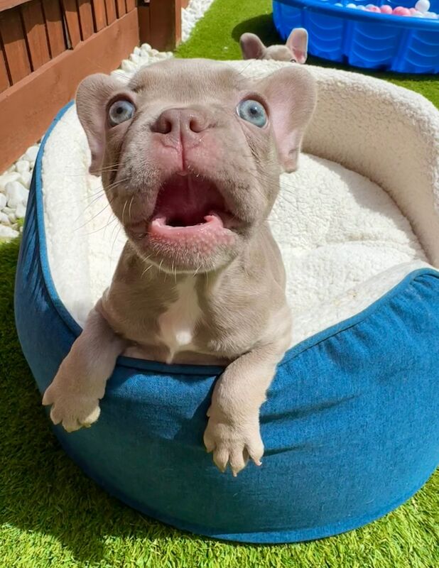 New Shade Isabella and Rojo French Bulldog puppies for sale in Aylesbury, Buckinghamshire - Image 8