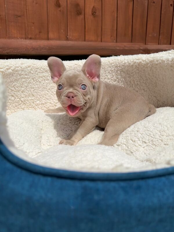 New Shade Isabella and Rojo French Bulldog puppies for sale in Aylesbury, Buckinghamshire - Image 9