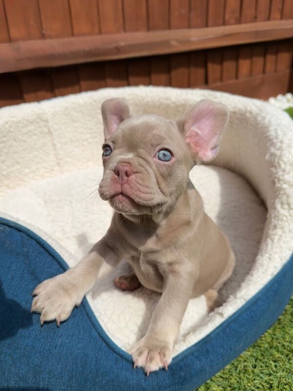 New Shade Isabella and Rojo French Bulldog puppies for sale in Aylesbury, Buckinghamshire - Image 10