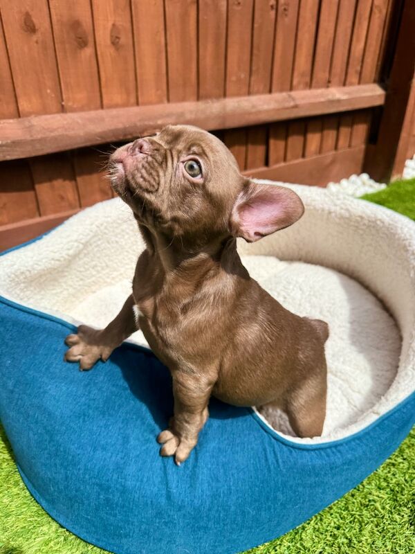 French Bulldog puppies for sale in Aylesbury, Buckinghamshire – KC registered, 3 months old - Image 12 of 15
