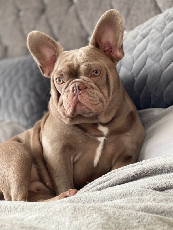 French Bulldog puppies for sale in Aylesbury, Buckinghamshire – KC registered, 3 months old - Image 13 of 15