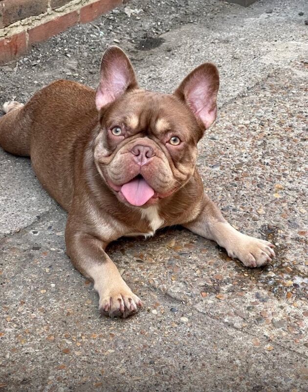 French Bulldog puppies for sale in Aylesbury, Buckinghamshire – KC registered, 3 months old - Image 14 of 15