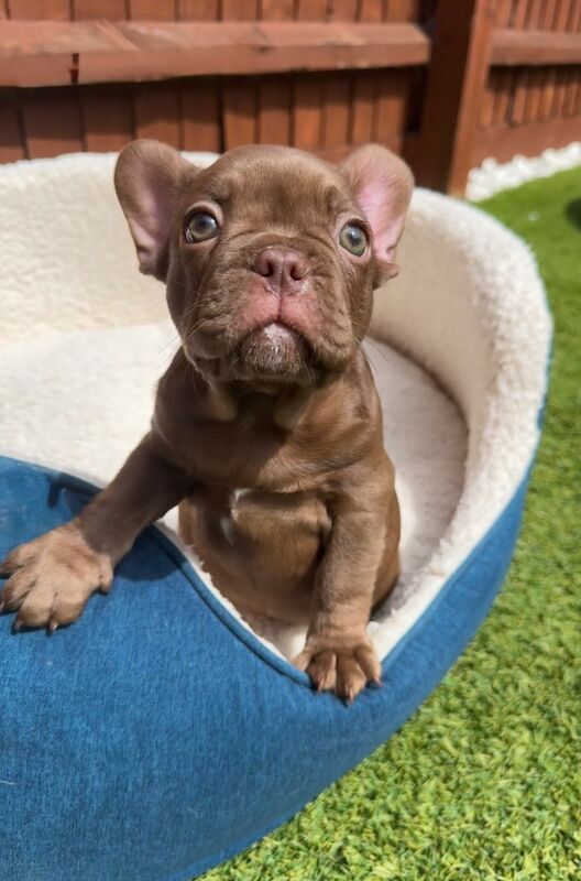 New Shade Isabella and Rojo French Bulldog puppies for sale in Aylesbury, Buckinghamshire - Image 15